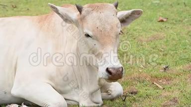 白<strong>牛</strong>在草地草地上放松，放着<strong>一群牛</strong>。 动物和哺乳动物。 农业和自然野生动物的概念。 泰国